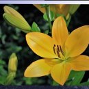 호박미용실 이미지