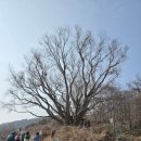 풍도어촌체험휴양마을 | [풍도 섬투어] 풍도 트래킹 ㅣ 인조은행나무, 북배, 해안산책로, 풍도어촌체험