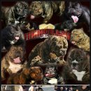 하이롤러 코리아 이미지