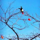 우리 詩 우리 樂 | 호젓한 집에서의 감회(幽居感懷 유거감회) / 洪翰周(홍한주)