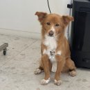 🐾폴리데이 오븐베이크 고기듬뿍사료 후기✋🏻🩵