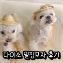 [내돈내산] 다이소 강아지 사진찍어주기 좋은 밀짚모자 후기