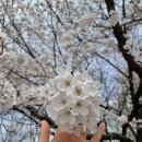 양평1보행육교 | 2026 안양천 벚꽃 | 4월 1일 실시간 현황 | 양평역 안양천 벚꽃길 만개 직전 후기