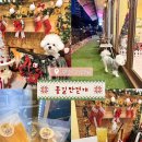 꽃길만걷개 이미지