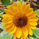 허브힐링관광펜션 | 태안팜카밀레 숲길산책 후 족욕까지 완성되는 힐링코스