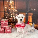 리틀베어 | 퇴근 후 맡기기 좋은 부산애견미용, 리틀베어 솔직 후기