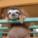 나무늘보 이미지