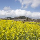 가시리 유채꽃길 이미지