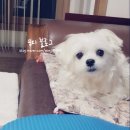 연이동물병원 네이버블로그