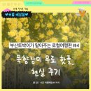 가고파목욕탕 | 창원 목향장미 무료 명소 ? 꼭 알고 가야 할 현실 꽃구경 후기!