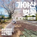광영큰골길 | [전남 여행]광양시 광영동 가야산 2023 벚꽃 구경 애견동반 여행
