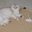 고양이 자리 | 고양이 카페트 스크래쳐 매트 사용 후기 대형 100cm 만족 리뷰