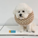나무타는고양이 구경하는강아지 | 강아지 고양이 발바닥 상처 연고 스킨카솔 피부병연고