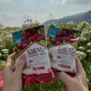 카니코리아 이미지