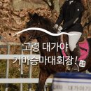 대가야기마문화체험장 /사)대한청소년문화진흥원 경북 고령지점 | 대가야기마승마대회장 :: 경북여행, 고령대가야기마승마대회장, 승마대회, 마차대회, 대가야기마문화체험장