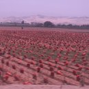 남미농장 이미지