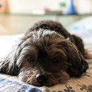 강동24시SKY 동물병원 이미지