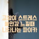 파이카