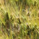 강나루생태공원 이미지