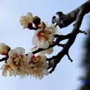 매화상회 | 매화-2026-044. 의령 백산 안희제 생가 <백산매白山梅> (2026.03.14.)