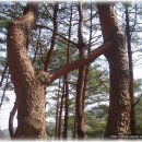 연리지 이미지