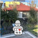 바닷가 신촌리 마당 | 제주 조천 숙소 추천 [쪼바네 신촌점 4인실, 조용한 제주를 만나는 방법]