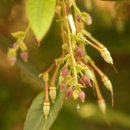 파라솔을 뒤집어 놓은 것 같은 꽃 : Fairy Petticoat (Elaeocarpus grandiflorus) 이미지