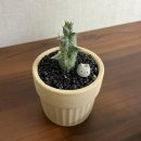 사랑의농장 | 하다하다 식물을 사랑하게 됨 | 마곡 팝업스토어 사바나농장 후기