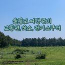 랄라민박 | 울릉도 여행 준비 (교통편, 숙소, 전동스쿠터 예약, 울루랄라 바다포차)