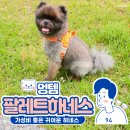 가성비 강아지하네스 멍템 팔레트하네스 추천