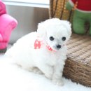 토이패밀리 이미지