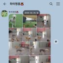 하이멍뭉 이미지