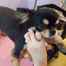 까르르멍멍 이미지