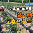 고추끈 매는 법 이미지