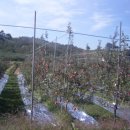 알토란사과체험마을 이미지