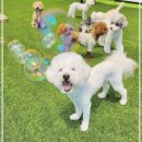 영종독 반려견 호텔, 유치원 | 반려견 관리사와 행동교정사가 있는 하늘도시 영종도 애견호텔