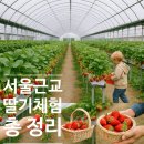 영원농장 | 서울근교 딸기체험 총정리 | 아이와 가볼만한 딸기농장 추천 리스트