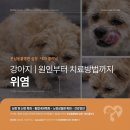 심동물병원