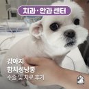 한결같은 동물병원 | [치과·안과센터]강아지 함치성낭종 수술 및 치료후기