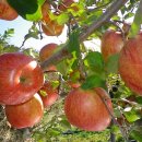 해풍농장 이미지