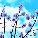 봄 - 양산시 야리2길 7-38 | 봄