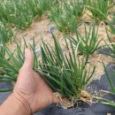 기특이네 농장 이미지