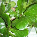고무나무 (Rubber Tree)