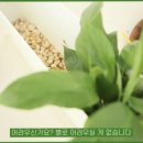 에코 플랜테리어 수경재배 이미지