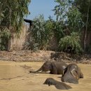 코끼리 환경 | 치앙마이 코끼리 투어 초등학생과 함께 Elephant Jungle Sanctuary Grand Canyon 후기
