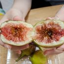 해연농장 이미지