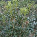 레드스타 이미지