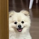 부산 체인지유 헤어스트록 눈썹 문신후기!
