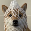 헝키도리 이미지
