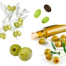 올리브나무학원 이미지